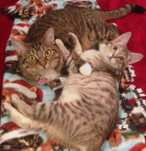 /Images/uploads/Humane Society of Utah/HSUCalendar/entries/1584thumb.jpg